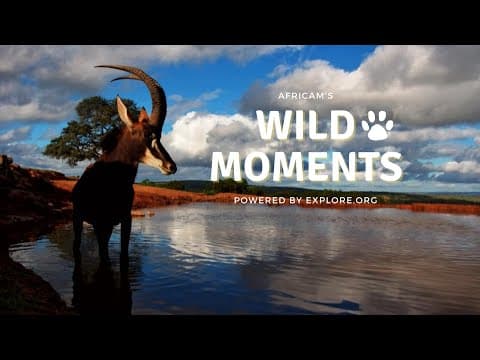 Sable Fights & Cheeky Baboons | Wild Moments Show | May 16