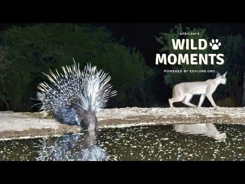 Animals Having Fun | Wild Moments | November 20