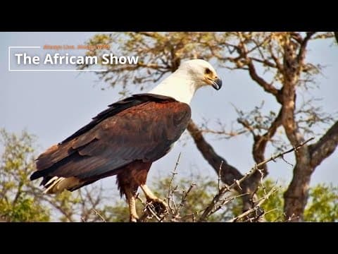 Birds & Beetles - The Africam Show | December 9