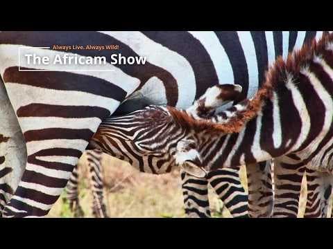 LIVE Virtual Safari Q&A (July 14): Zebra and Wildebeest | The Africam Show