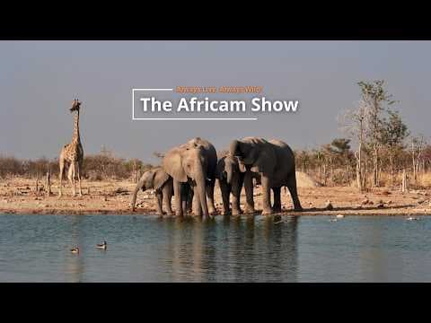 LIVE Virtual Safari Q&A (August 4): Busy Waterholes | The Africam Show