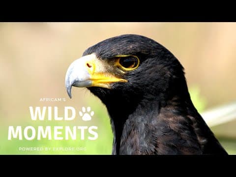 First Sight of Black Eagle Chick | Wild Moments 5.26.22