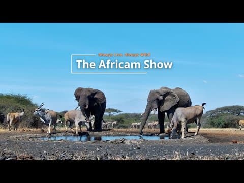Elephants & Reptiles | The Africam Show | August 20