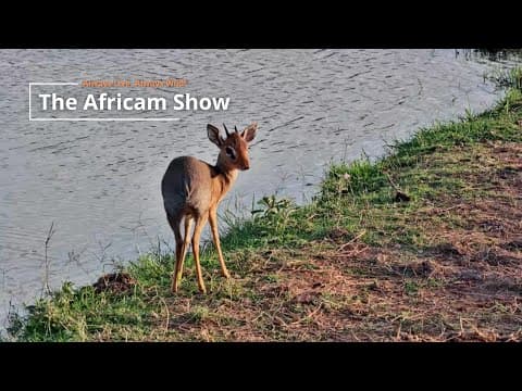 Antelope & Hippos | The Africam Show | November 4