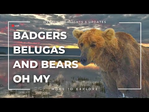 Badgers, Belugas, and Bears Oh My! | More to Explore
