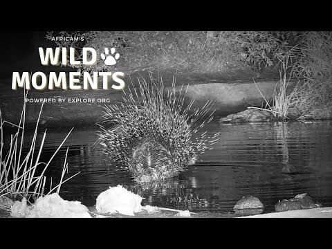 Porcupine and Aarvark | Wild Moments Show | May 9