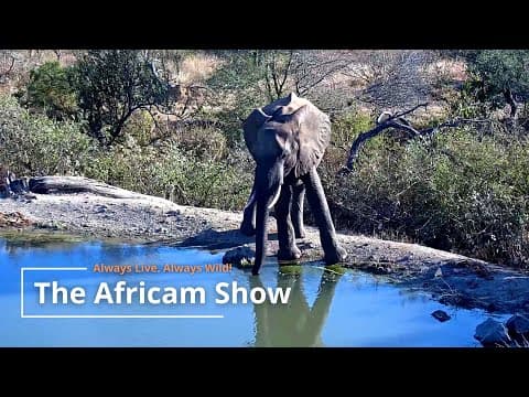 Antelope, Zebra & Eagles | The Africam Show