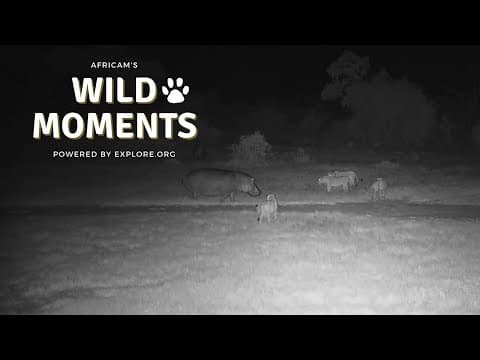 Lions, Hyena & Hippos | Wild Moments Show | February 15