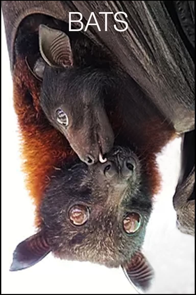 Bats