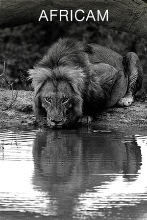 Africam