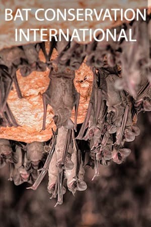 Bat Conservation International