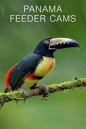 Panama Canopy