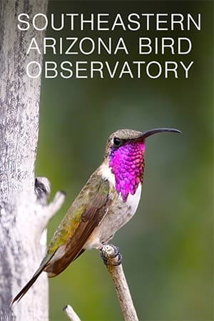 Southeastern Arizona Bird Observatory
