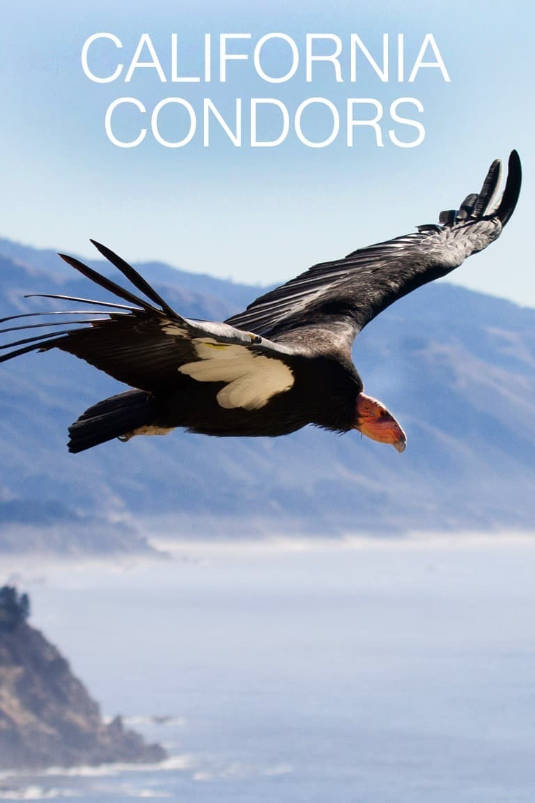California Condors