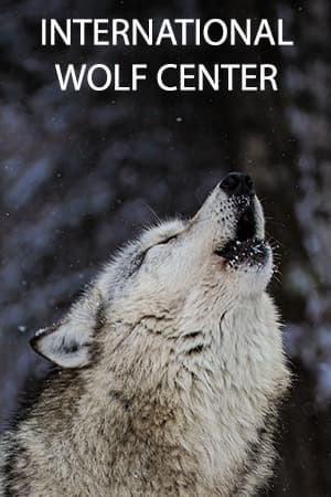 International Wolf Center