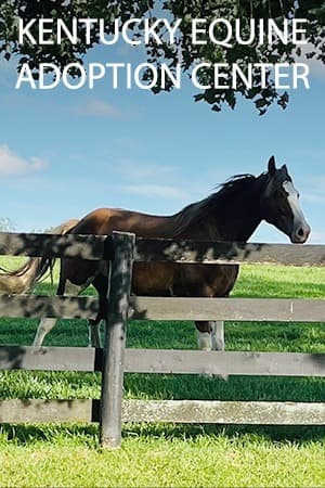 Kentucky Equine Horses