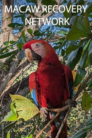 Macaw Recovery Network