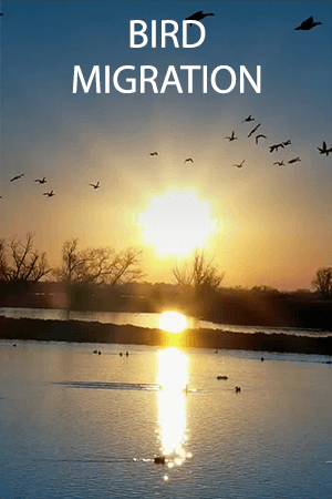Bird Migration