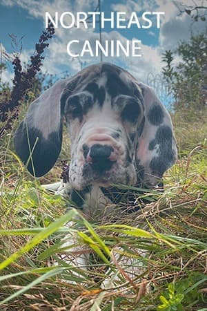 Northeast Canine