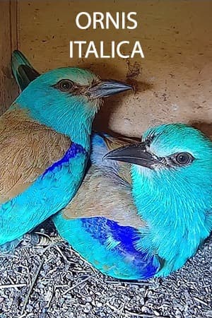 Ornis Italica