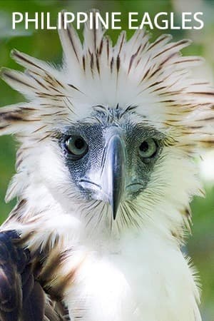 Philippine Eagles