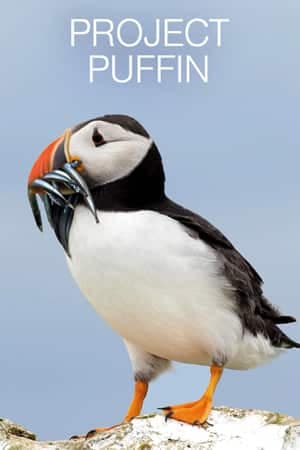 Puffins