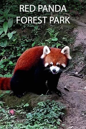 Red Panda