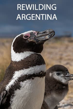 Rewilding Argentina