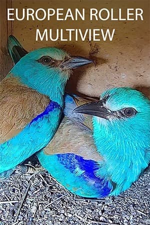 European Roller Multiview