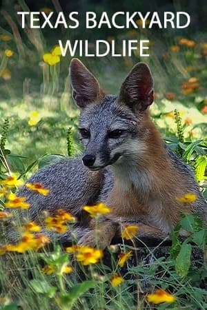 Texas Backyard Wildlife