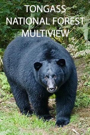 Tongass National Forest Multiview